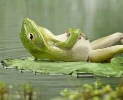 sapinho com dor de bariga.