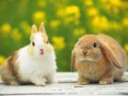 /album/galeria-de-fotos-coelhos-/fefe-jpg/