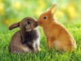 /album/galeria-de-fotos-coelhos-/frf-jpg/