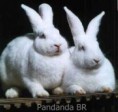 /album/galeria-de-fotos-coelhos-/ttt-jpg/