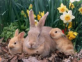 /album/galeria-de-fotos-coelhos-/untitled-png1/