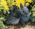 /album/galeria-de-fotos-coelhos-/z-jpg/