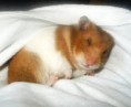 /album/galeria-de-fotos-hamster-/aqaq-jpg/