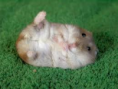 /album/galeria-de-fotos-hamster-/ccc-png/