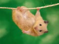 /album/galeria-de-fotos-hamster-/dede-png/
