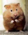 /album/galeria-de-fotos-hamster-/dssd-jpg/