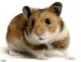 /album/galeria-de-fotos-hamster-/ffffff-jpg/