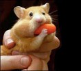/album/galeria-de-fotos-hamster-/frfr-jpg1/
