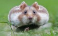 /album/galeria-de-fotos-hamster-/fvff-jpg/