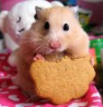/album/galeria-de-fotos-hamster-/rdrr-jpg/