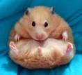 /album/galeria-de-fotos-hamster-/tgtt-jpg/