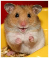 /album/galeria-de-fotos-hamster-/untitled-png3/