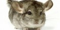 /album/galeria-de-fotos-chinchilas-/awawa-jpg/
