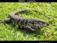 /album/galeria-de-fotos-lagarto-/frfrfrr-jpg/