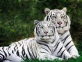 Tigre branco.