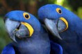 Arará azul.
