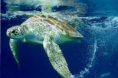 tartaruga marinha