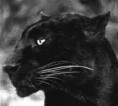 Pantera negra.