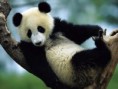 panda.