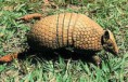 Tatu bola.