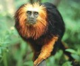 Sagui leãozinho.