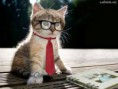 gatinho indo para o trabalho.