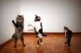 gatos dançando.