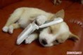 cachoro no telefone.