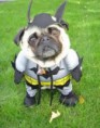 cachoro super heroi.