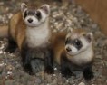 /album/galeria-de-fotos%3a-fur%c3%a3o-/hhhhhh-jpg1/