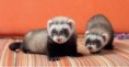 /album/galeria-de-fotos%3a-fur%c3%a3o-/images-jpg2/