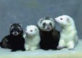 /album/galeria-de-fotos%3a-fur%c3%a3o-/imagescaak0e8r-jpg/