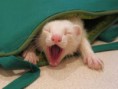 /album/galeria-de-fotos%3a-fur%c3%a3o-/imagescae8852e-jpg/