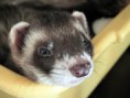 /album/galeria-de-fotos%3a-fur%c3%a3o-/imagescaw0lqrp-jpg/