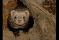 /album/galeria-de-fotos%3a-fur%c3%a3o-/imagescawlhpxx-jpg/