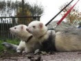 /album/galeria-de-fotos%3a-fur%c3%a3o-/imagescaybcjvf-jpg/