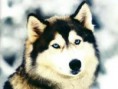 /album/os-animais-mais-belos-do-mundo-/imagesca6zy3s6-jpg1/