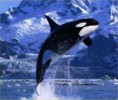 /album/os-animais-mais-belos-do-mundo-/imagesca8zrq5h-jpg1/