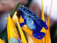 /album/os-animais-mais-belos-do-mundo-/imagescapidql4-jpg1/