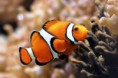 /album/os-animais-mais-belos-do-mundo-/imagescat7chjw-jpg1/